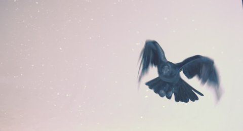 Flight of a black raven on a white background.
