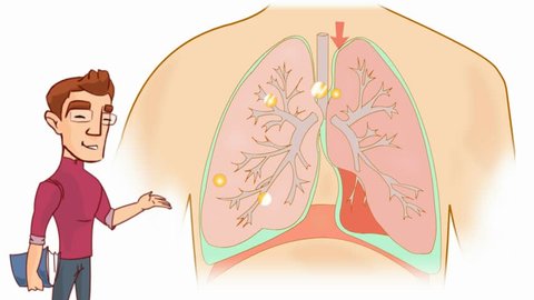 Lungs anatomy study vector animation