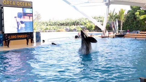 PUERTO DE LA CRUZ, TENERIFE, SPAIN - CIRCA JAN 2015: Orca show with killer whales is in Loro Park (Loro Parque). Grampus jumps from water. Loro Parque is the largest zoo in Europe