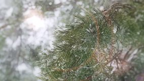 Winter Idyll ; Snowflakes falling on a pine branch and create a beautiful picture of winter idyll,slow motion video clip