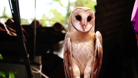 Owl with black eyes . The owl  is bending his neck forward, twisting and waving its head, staring in front of it.