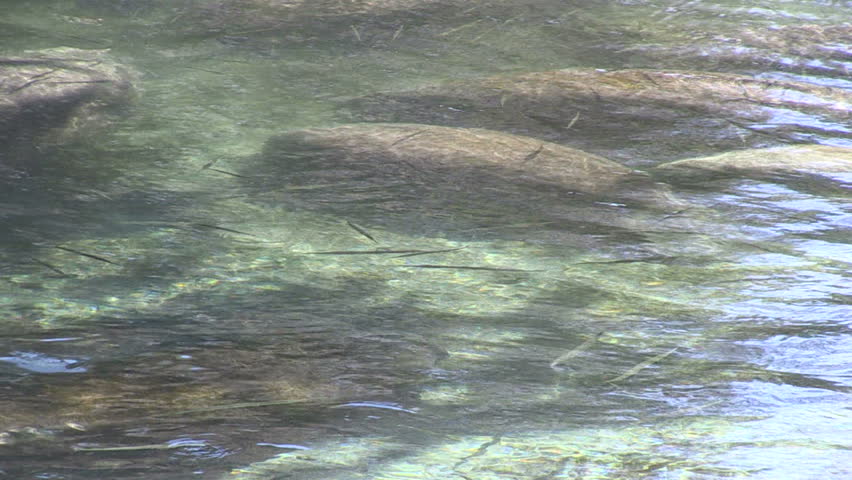 Group of manatees at Three Sisters Spring near Crystal River, Florida