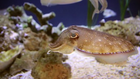 A Charming Cuttlefish Pauses to Investigate the Camera