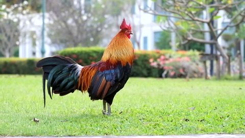 Bantum Chicken Beauty colorful