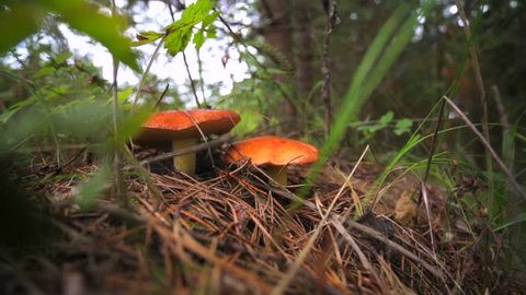  A closeup of two mushrooms.