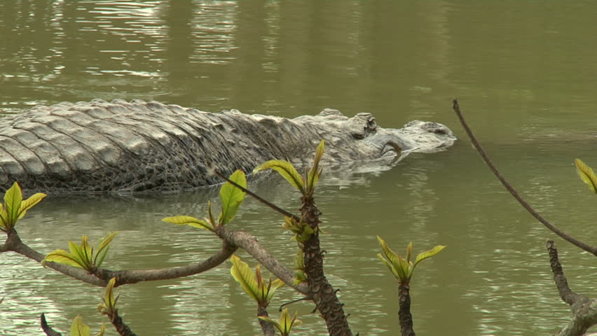 Side Profile of Alligator Floating Stock Footage Video (100% Royalty ...