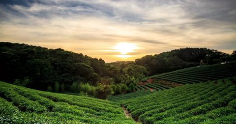 time lapse of tea garden sunset with nice background