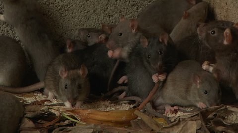 CU of rats trapped against wall