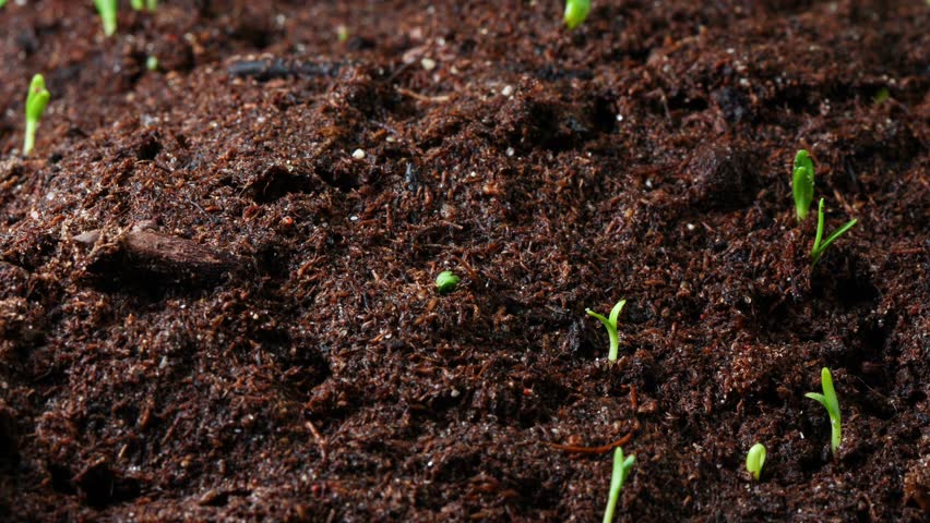 Growing Seed Of Marigold Timelapse Stock Footage Video 100 Royalty Free 14565106 Shutterstock