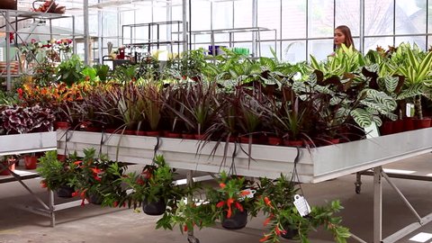 Flower Garden Flower Greenhouse Stock Footage Video 100 Royalty Free 1007354776 Shutterstock