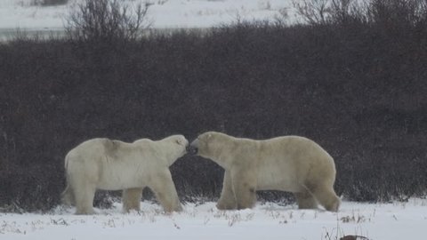 Slow Motion shot of polar bears facing of and then pouncing on one another in the willows and a snow storm. P1080376 - B