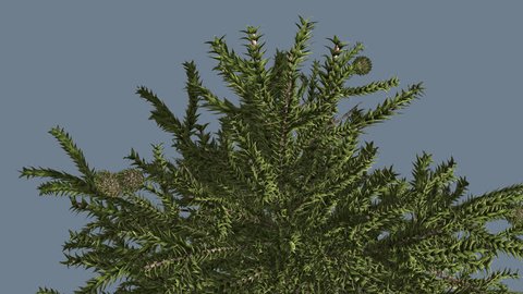 Monkey Puzzle, Top of Tree, Cones, Tree on Alfa Channel, Alpha Channel, Tree Cut Off a Chroma Key, Coniferous Evergreen Tree is Swaying at the Wind, leaves are thick, tough, and scale-like,