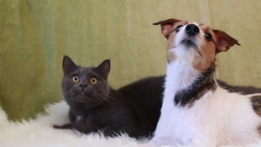 jack russell and cats