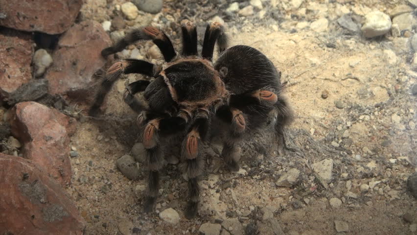 huge tarantula spider moving