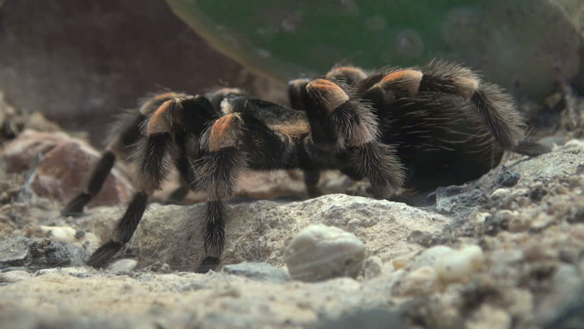 close up shot of a tarantula spider