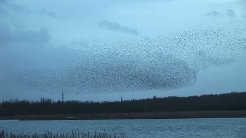 Murmuration of large flock of starlings