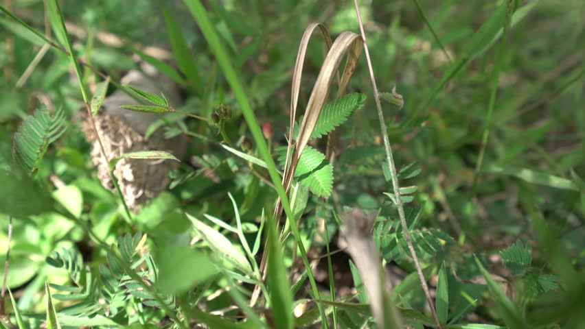View of Mimosa Pudica hides from touching