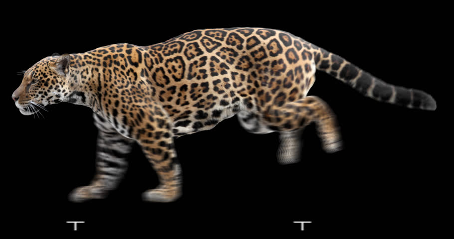 Jaguar Running. Isolated and Cyclic Stock Footage Video (100% Royalty
