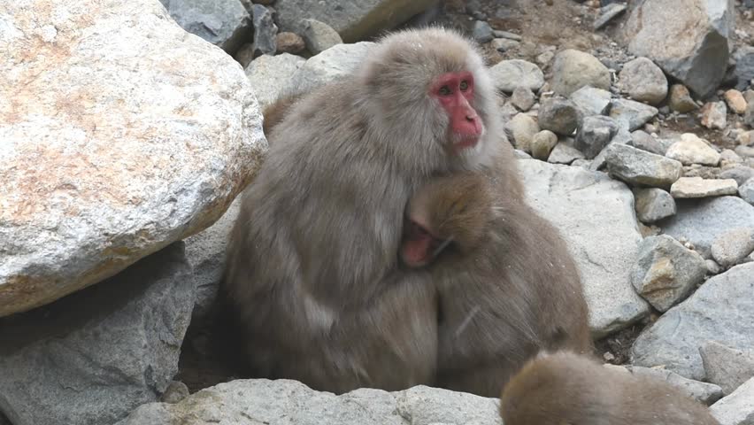 Footage, Japanese snow monkeys family in snow falling time, Jigokudani Wild Monkey Park, Yamanouchi-machi, Nagano ken, Japan.