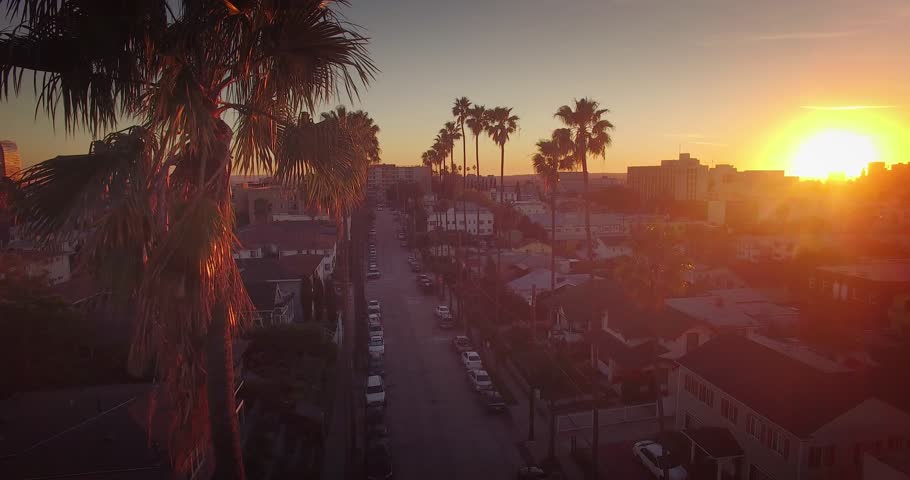 palm trees sunset city