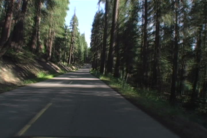 A speedy drive on a curvy road in pine country. 