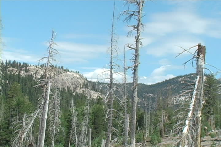 A burnt part of the forest in the Sierra Nevadas. 