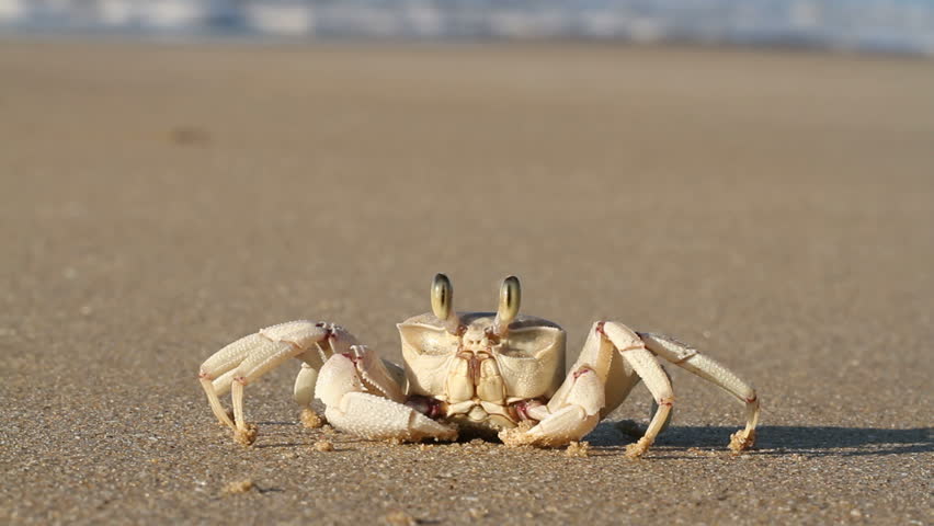 ghost crab