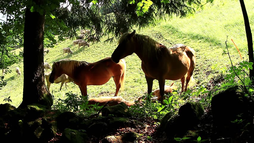 Horse Haflinger Cavallo Avelignese Stock Footage Video 100 Royalty Free 14595019 Shutterstock