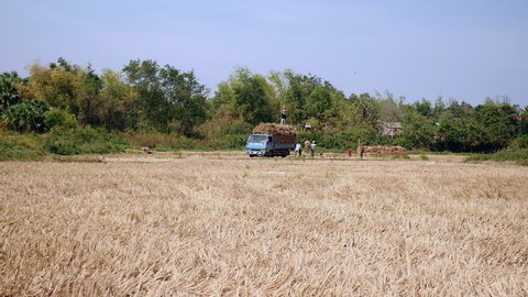 Distance view of farmers loading bundles of straw from rice field into a pickup truck