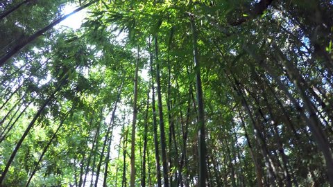 Walking at the Bamboo thickets (POV). 