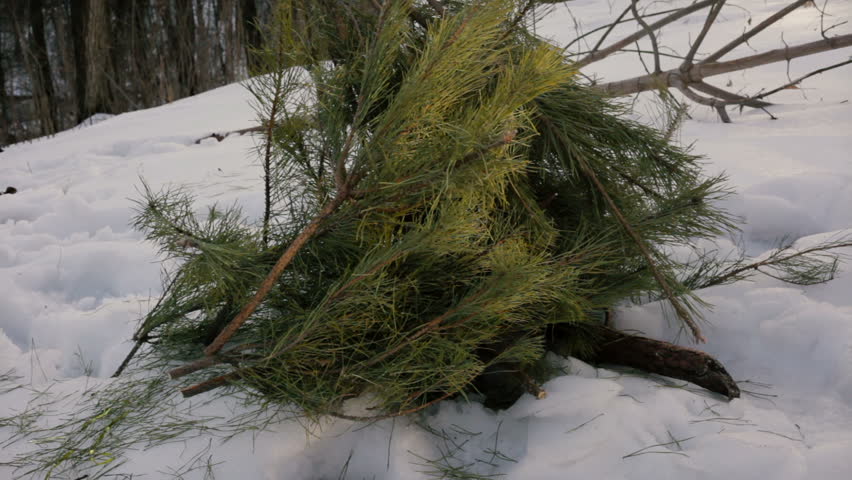 Man burned paper , a fire of pine trees, Slow Motion, HD 1080