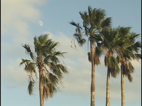 palm trees and moon