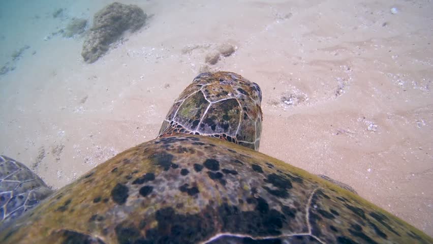 Green Sea Turtle, Chelonia mydas swim above the rocky bottom. POV underwater video, camera is attached to the tortoise shell and moves with it. Indian Ocean, Sri Lanka, First person view
