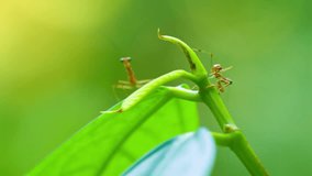 Extreme closeup of two newly hatched. juvenile praying mantises stretch and exercise for the first time while drying in the sun. FullHD video