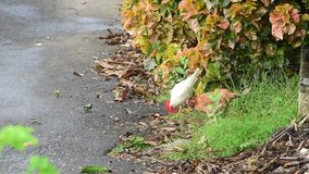 Free range chicken eating grass by the roadside. A white leghorn cock and hen peck at grass. 