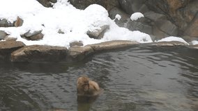Footage, Japanese snow monkey in natural hot spring, Jigokudani Wild Monkey Park, Yamanouchi-machi, Nagano ken, Japan