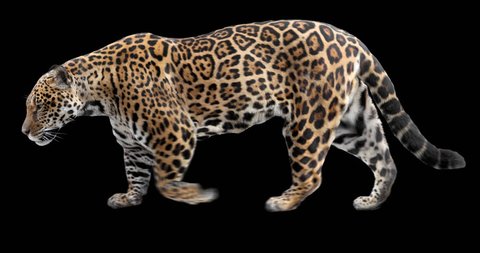Jaguar walking. Isolated and cyclic animation. Alpha channel.