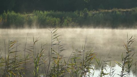 Morning mist flows over marsh grasses.