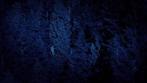 Aerial Above Tall Forest Trees At Night