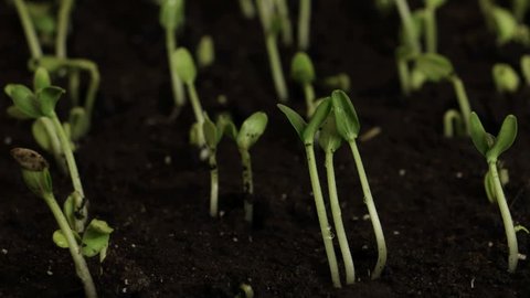 Germinating Cucumber Seeds in The Ground