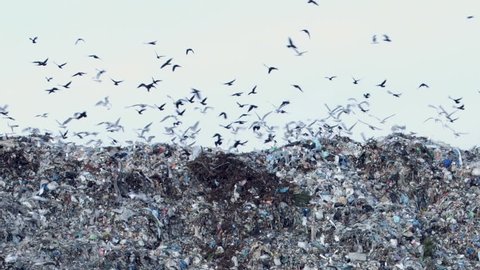 Birds on garbage dump flying and eating
