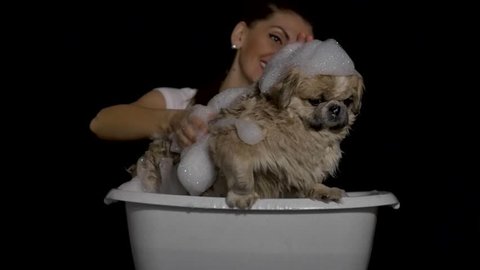 girl wash white puppy in the basin