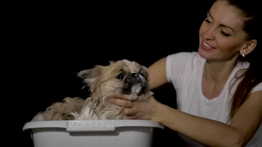 girl wash white puppy in the basin