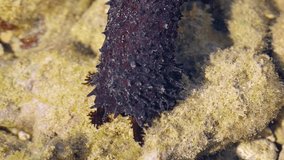 Closeup of a black sea cucumber. with its spiky. outside covering. feeding amongst the algae and sea grass on the shallow bottom. Video 3840x2160