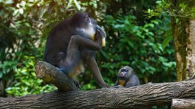 Pair of male mandrill monkeys. sitting on tree branches in their artifical habitat enclosure at a popular public zoo. Video UltraHD