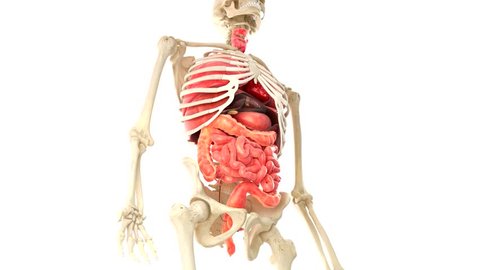 Animated Human Organs Over White Background Stock Footage Video (100% ...
