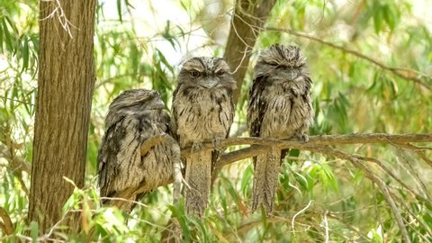 Three young tawny frogmouth (podargus strigoides) birds roosting together on eucalyptus tree, 4K 24p