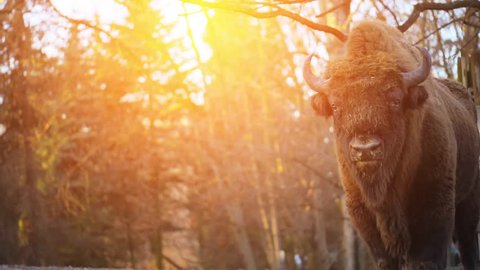 The European bison (Bison bonasus), also known as wisent or the European wood bison, is a Eurasian species of bison. It is one of two extant species of bison, alongside the American bison.