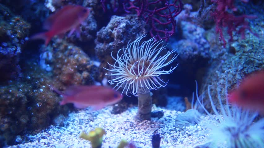 Sea anemones are group of water-dwelling, predatory animals of order Actiniaria. They are named for flower anemone. Sea anemones are classified in phylum Cnidaria, Anthozoa, subclass Hexacorallia.