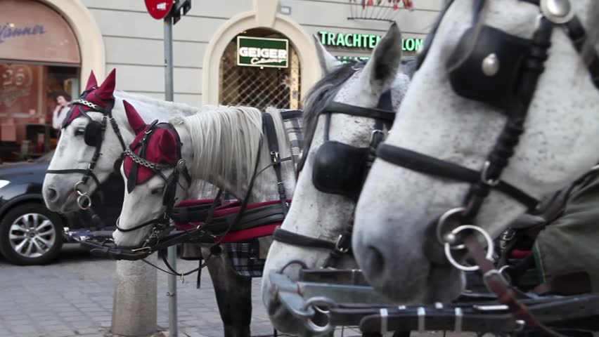 Traditional horses and carriage in Vienna, Austria